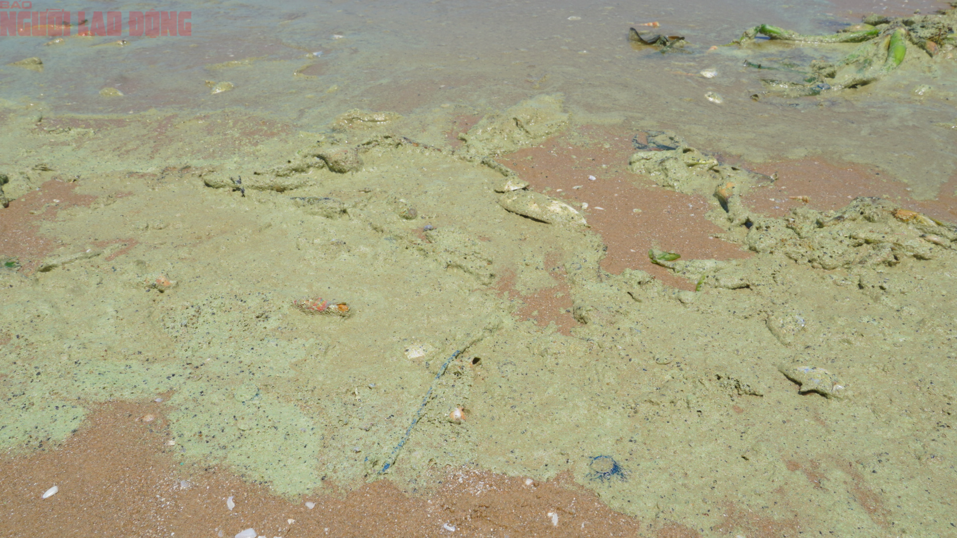 Biển Bãi Sau Vũng Tàu chuyển màu xanh như matcha , du khách lo ngại điều gì? - Ảnh 2. Biển Bãi Sau Vũng Tàu chuyển màu xanh như matcha , du khách lo ngại điều gì? - Ảnh 2.