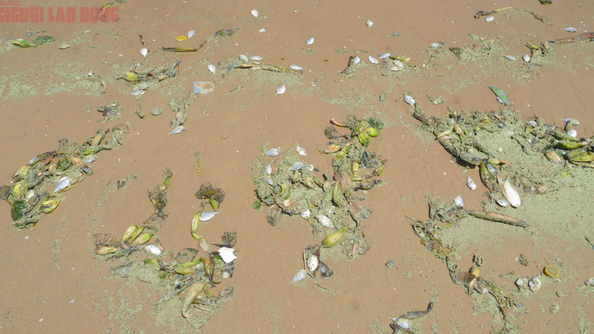 Biển Bãi Sau Vũng Tàu chuyển màu xanh như matcha , du khách lo ngại điều gì? - Ảnh 4. Biển Bãi Sau Vũng Tàu chuyển màu xanh như matcha , du khách lo ngại điều gì? - Ảnh 4.