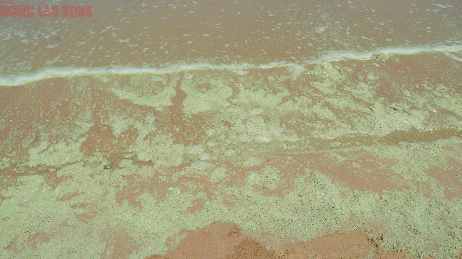 Biển Bãi Sau Vũng Tàu chuyển màu xanh như matcha , du khách lo ngại điều gì? - Ảnh 7. Biển Bãi Sau Vũng Tàu chuyển màu xanh như matcha , du khách lo ngại điều gì? - Ảnh 7.
