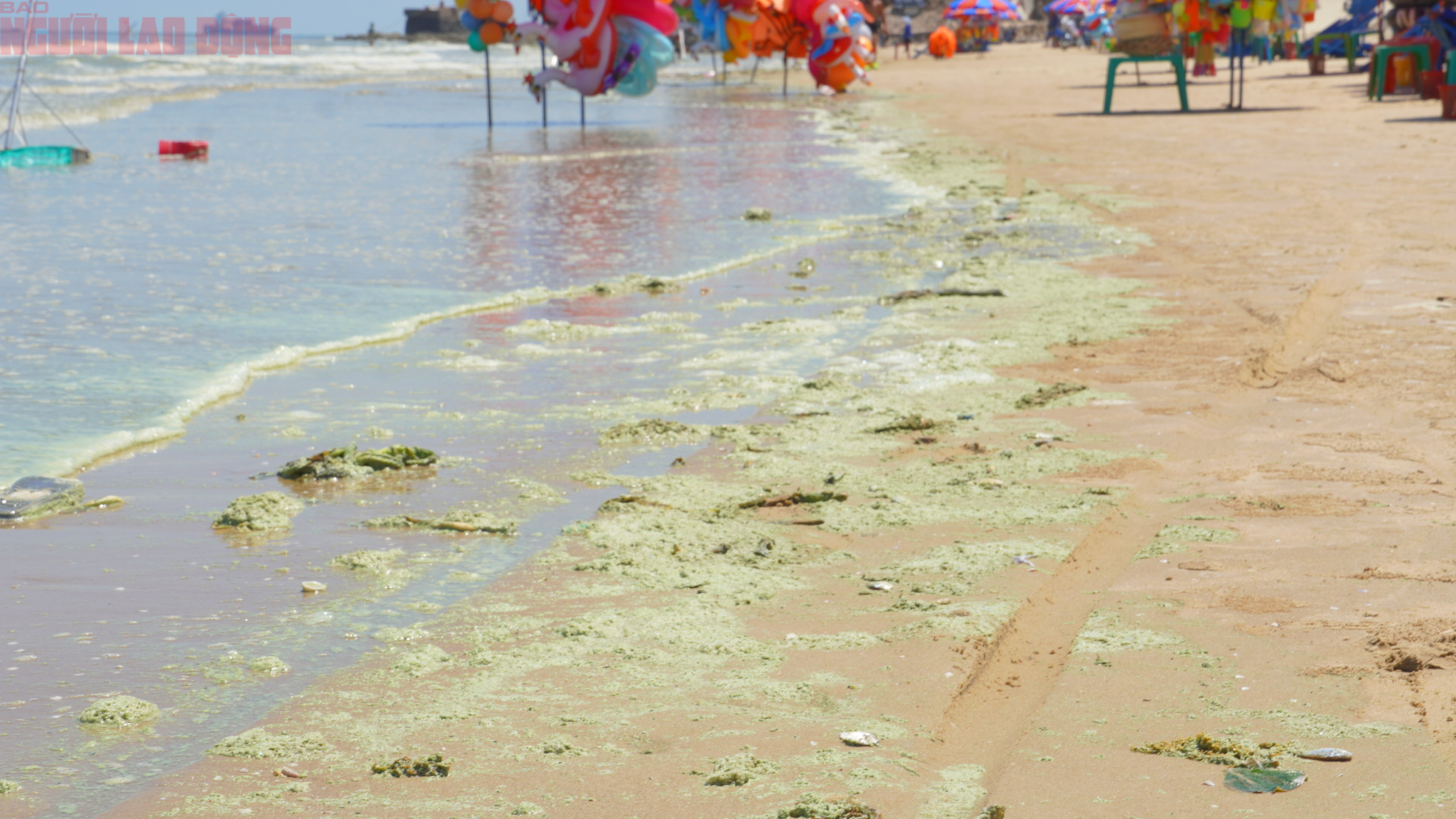 Biển Bãi Sau Vũng Tàu chuyển màu xanh như matcha , du khách lo ngại điều gì? - Ảnh 11. Biển Bãi Sau Vũng Tàu chuyển màu xanh như matcha , du khách lo ngại điều gì? - Ảnh 11.