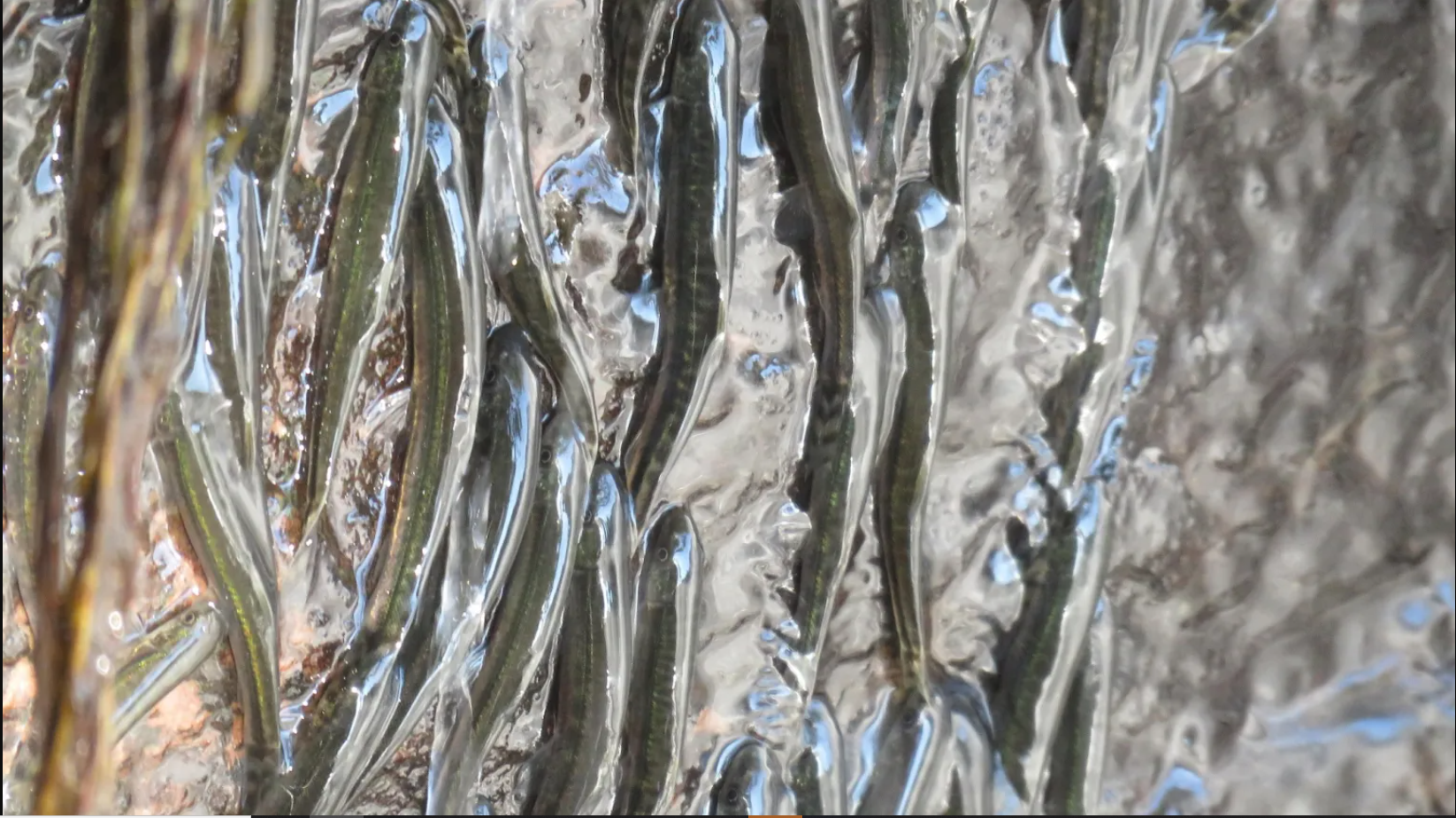 Lần đầu ghi nhận hiện tượng hàng ngàn con cá leo vách thác thẳng đứng cao 15m suốt 10 giờ: Lý do là gì? - Ảnh 4.