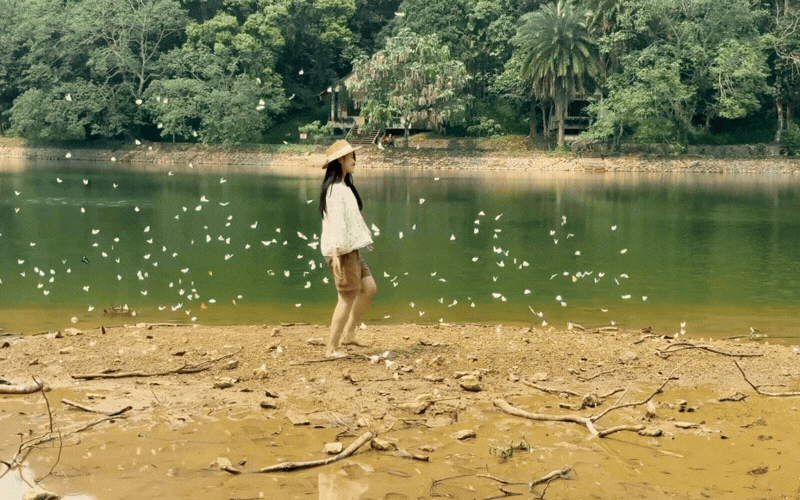 Lạc vào "thế giới Ghibli" giữa đời thực: Mùa bướm Cúc Phương rực rỡ nhất năm đã gọi tên, trốn phố về rừng ngay thôi!- Ảnh 1.