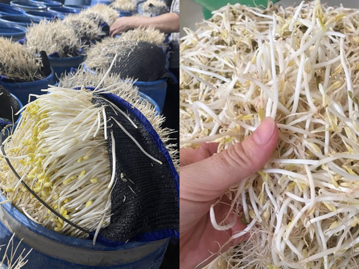 510 tấn giá đỗ "ngậm" chất độc 6-Benzylaminopurine chờ tuồn ra chợ đầu mối: Chuyên gia cảnh báo tác hại và cách chọn giá đỗ “sạch”- Ảnh 3.