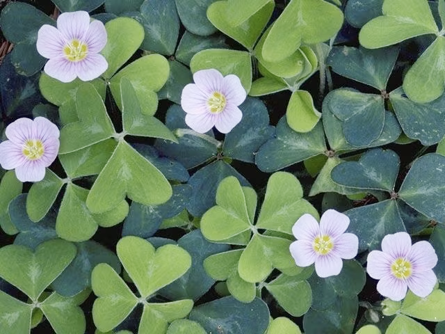 Loài rau mọc hoang khắp vườn dùng nấu canh chua, ẩn chứa nhiều điều bất ngờ cho sức khỏe - Ảnh 5.