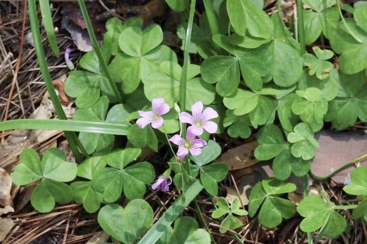 Loài rau mọc hoang khắp vườn dùng nấu canh chua, ẩn chứa nhiều điều bất ngờ cho sức khỏe - Ảnh 4.