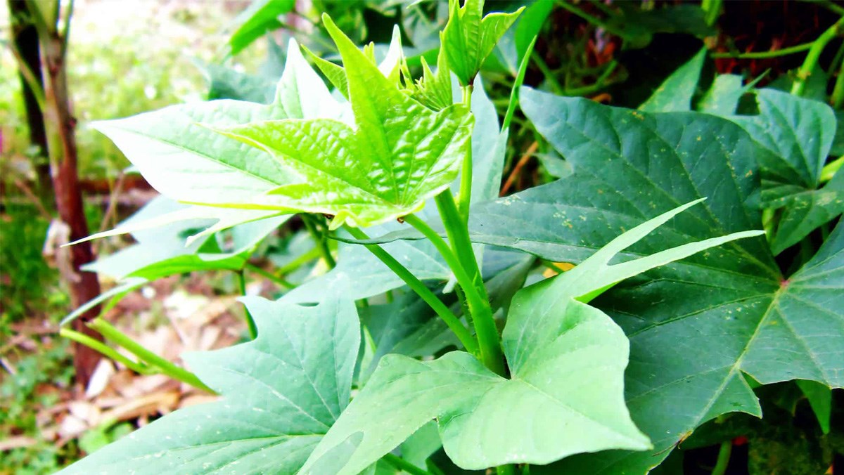 3 loại rau nên trong vườn nhà tháng 4: Bổ ví như "sâm" 20 ngày có rau ăn - Ảnh 1.