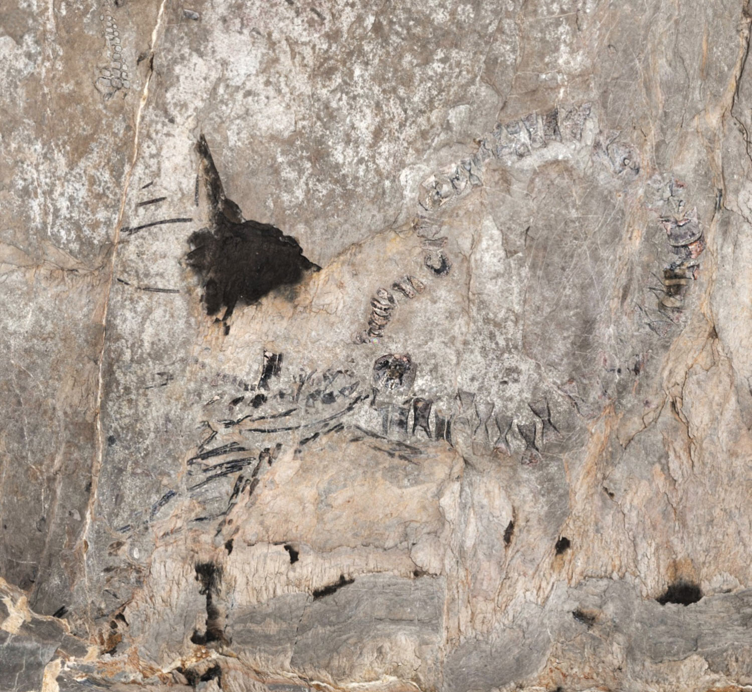 Thủy quái 145 triệu tuổi chưa rõ loài gì "trỗi dậy" ở Cuba- Ảnh 1. Thủy quái 145 triệu tuổi chưa rõ loài gì "trỗi dậy" ở Cuba- Ảnh 1.