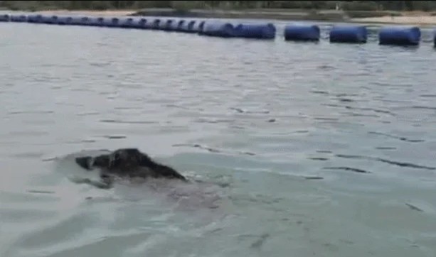 Thấy 'thủy quái' bơi vụt qua trước mặt, nhóm người vội gọi hỗ trợ, chuyên gia nói: Đây là điều rất hiếm! - Ảnh 1.