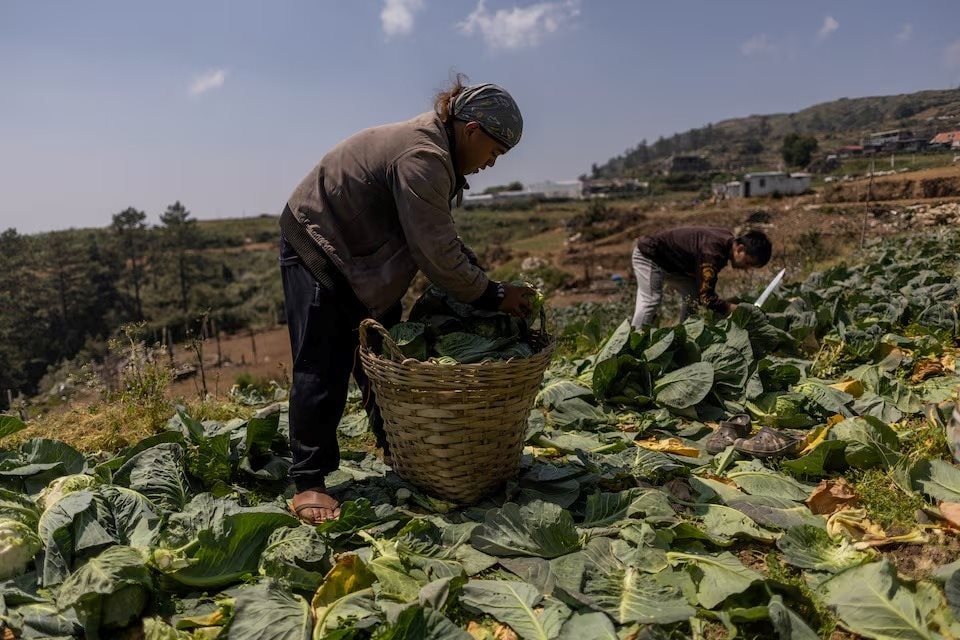 Nông dân ở quốc gia Đông Nam Á này bỏ mặc rau củ thối rữa trên đồng, nhìn túi tiền 'bốc hơi' theo giá dầu - Điều gì đang xảy ra? - Ảnh 3.