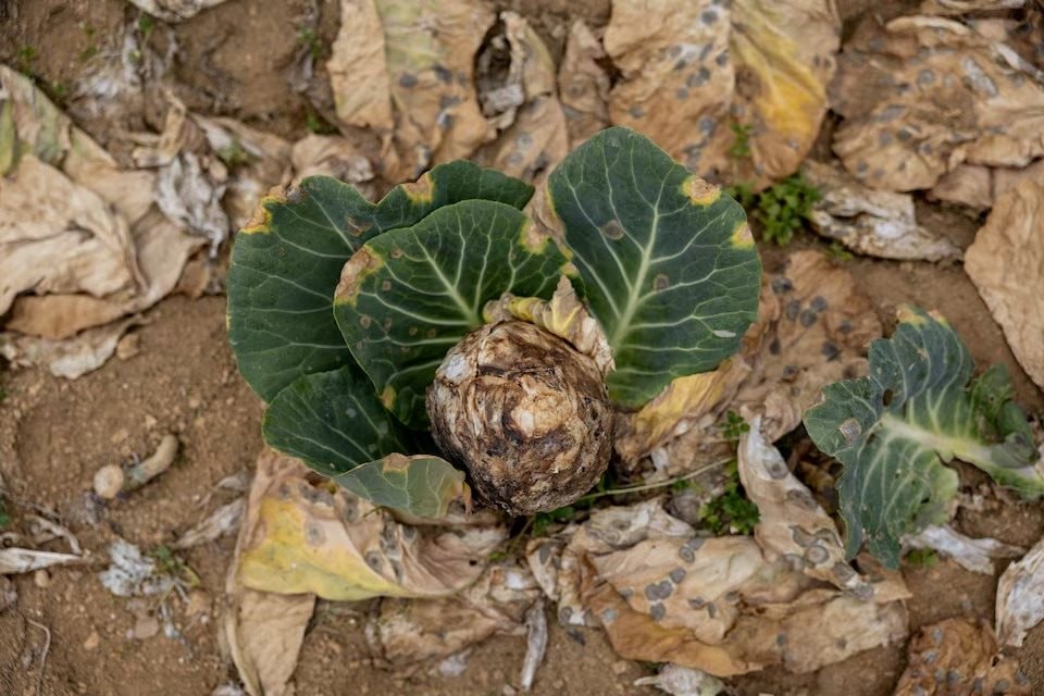 Nông dân ở quốc gia Đông Nam Á này bỏ mặc rau củ thối rữa trên đồng, nhìn túi tiền 'bốc hơi' theo giá dầu - Điều gì đang xảy ra? - Ảnh 2.