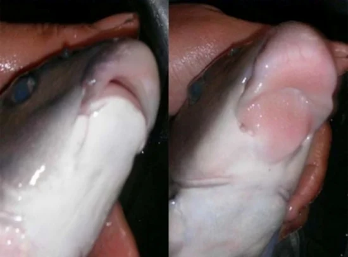 Loài cá "ngũ quý hà thủy" xưa dùng để tiến vua nay ví như một vị thuốc, đi chợ thấy đừng bỏ qua - Ảnh 2.