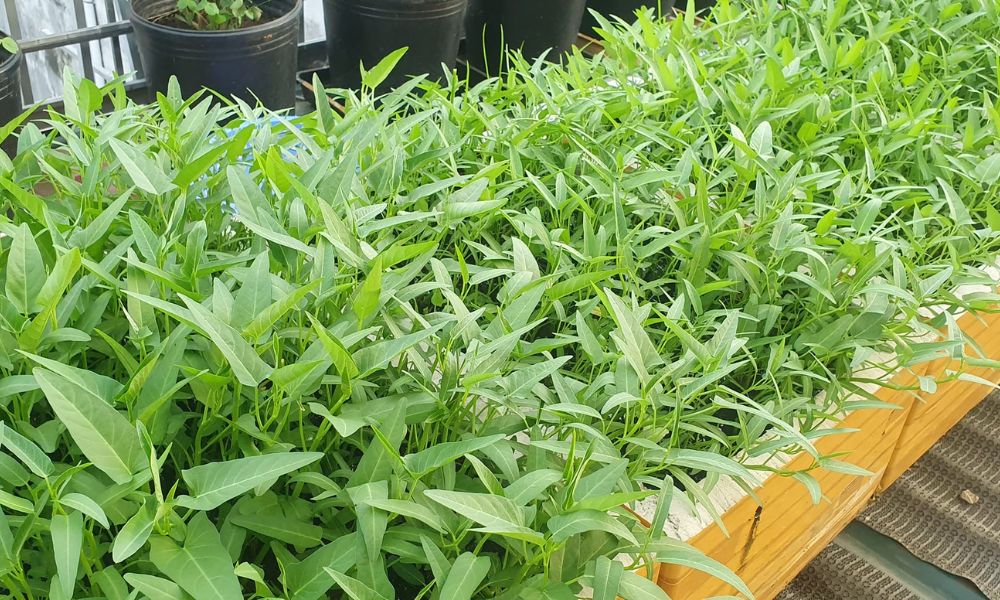 3 loại rau người Việt nên trồng trong nhà: Dễ chăm, nhanh thu hoạch, tốt cho sức khỏe - Ảnh 3.