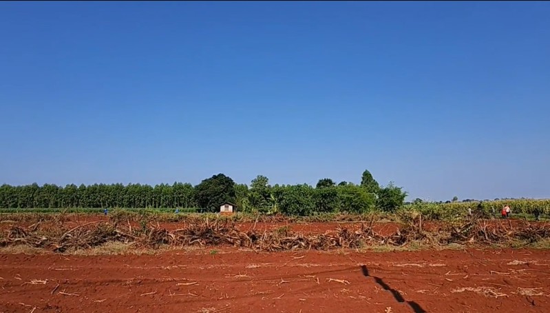 Sinh vật bí ẩn phá nát vườn chuối suốt 2 tuần: 60 người truy tìm khi camera nhiệt ghi lại bóng dáng lạ - Ảnh 1.