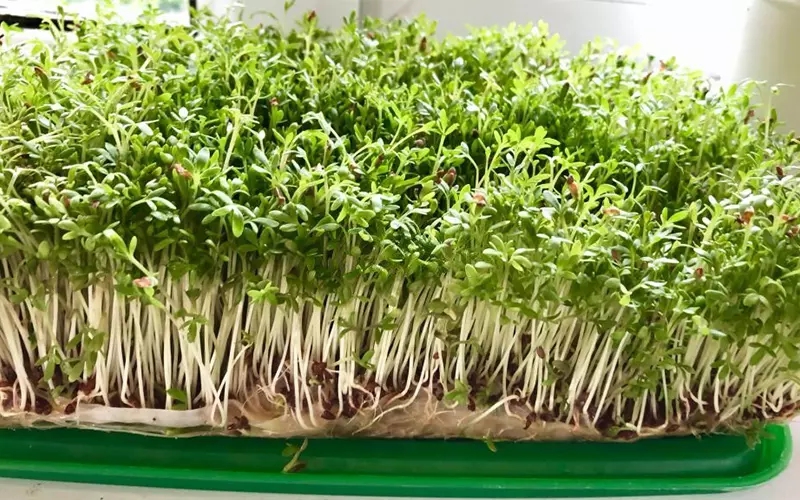 3 loại rau nên trồng ngay không cần đất gieo, chỉ 5 ngày là có rau ăn - Ảnh 1.