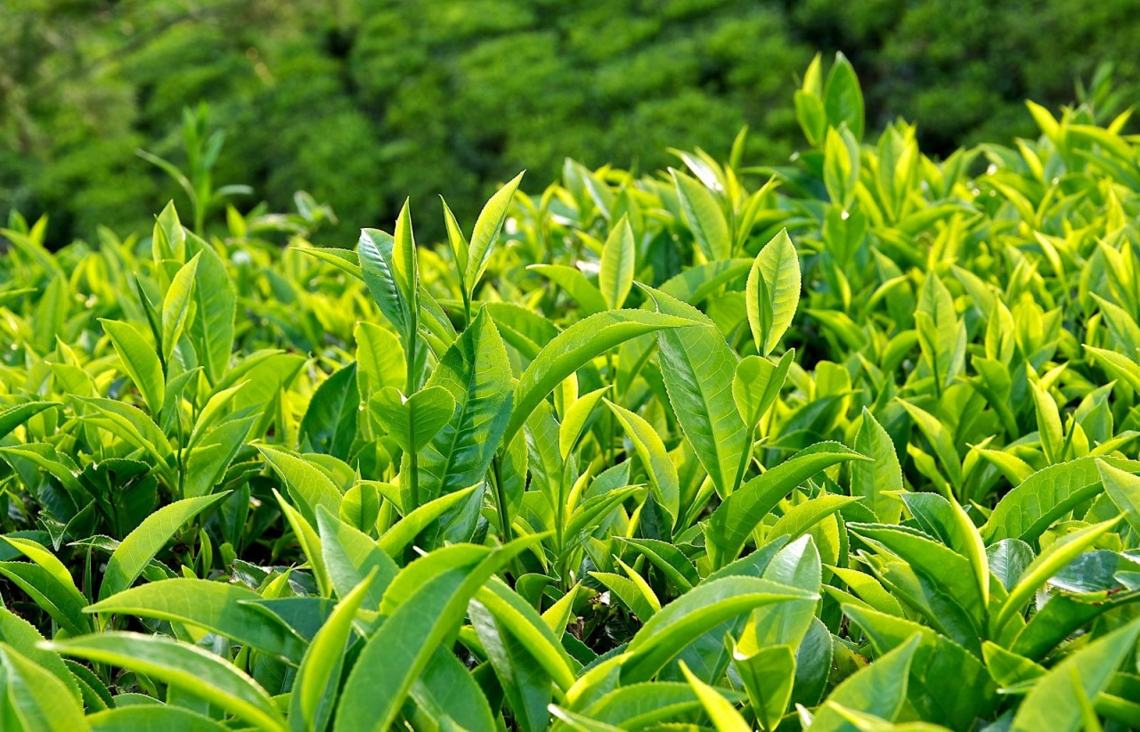 Đây là loại đồ uống mà đột quỵ rất "sợ": Nhiều người Việt uống hằng ngày mà không biết- Ảnh 2.