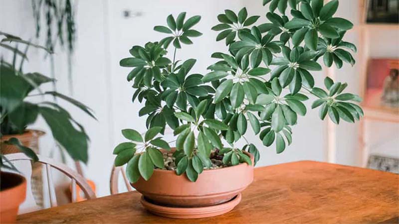 3 loại cây người giàu thường chọn trồng trong nhà: "Gác cửa" giữ tiền, chặn xui - Ảnh 1.