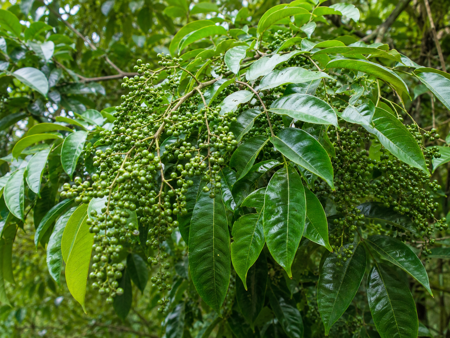Thứ quả rừng từng rẻ như cho nay giá vọt lên 350.000đ/kg: 'Đệ nhất gia vị' được dân sành ăn săn lùng  - Ảnh 1.