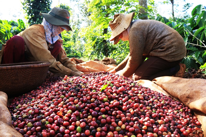 Cà phê xuất khẩu chịu áp lực giảm giá khi nguồn cung toàn cầu tăng mạnh - Ảnh 1.