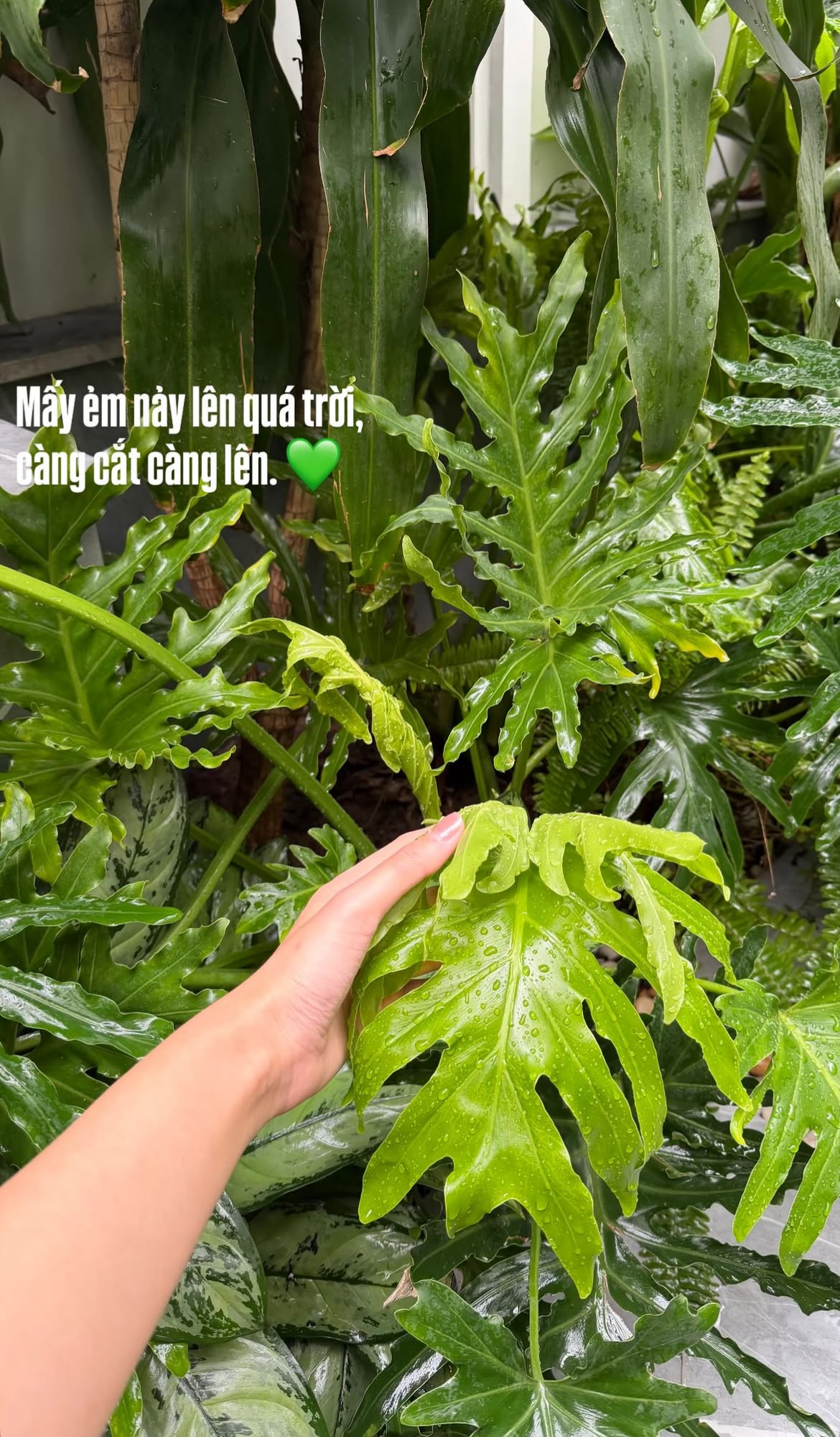 Tình trạng khu vườn ở biệt thự mấy chục tỷ tiết lộ sự thật về Doãn Hải My - Ảnh 20.