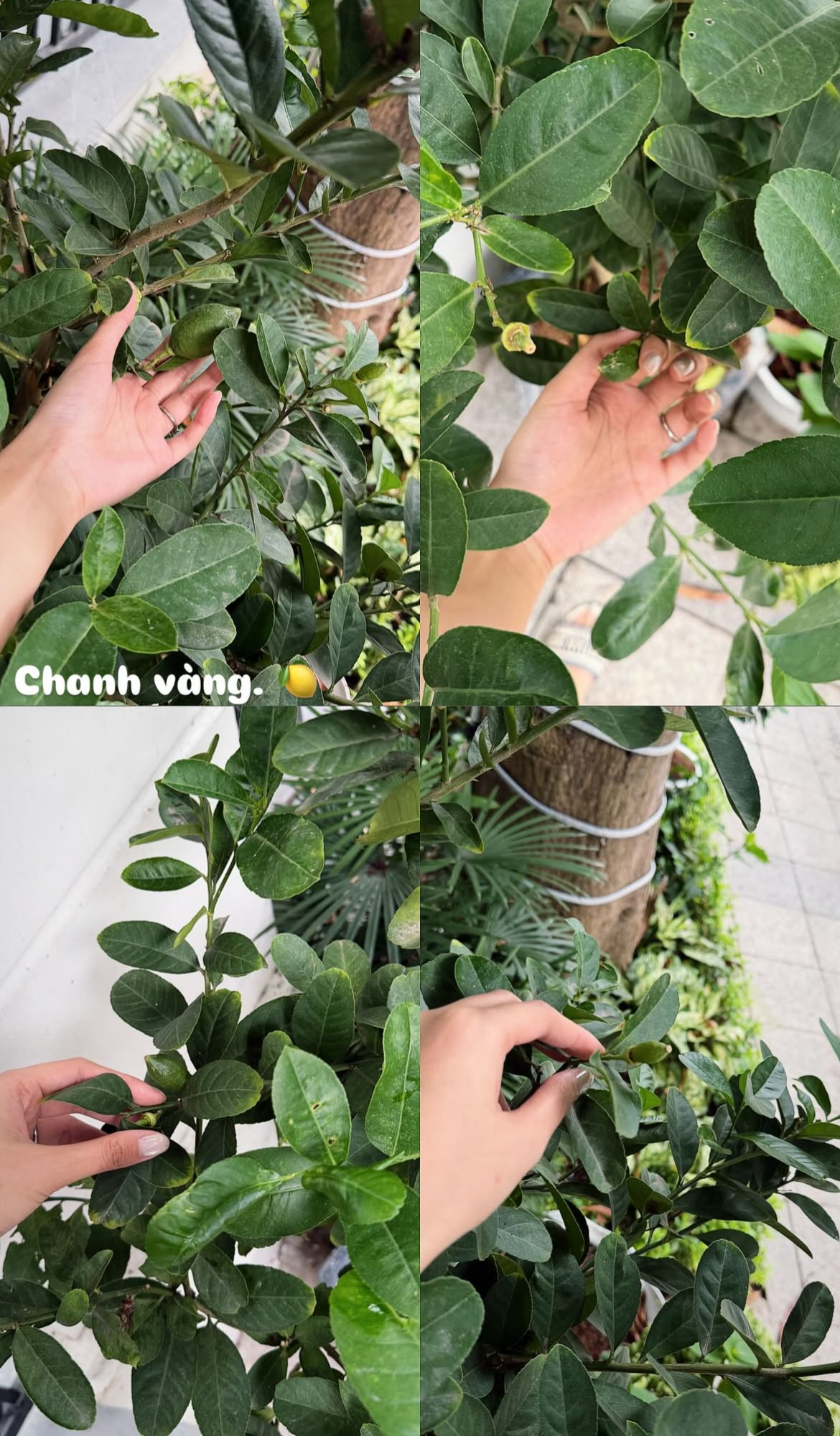 Tình trạng khu vườn ở biệt thự mấy chục tỷ tiết lộ sự thật về Doãn Hải My - Ảnh 15.