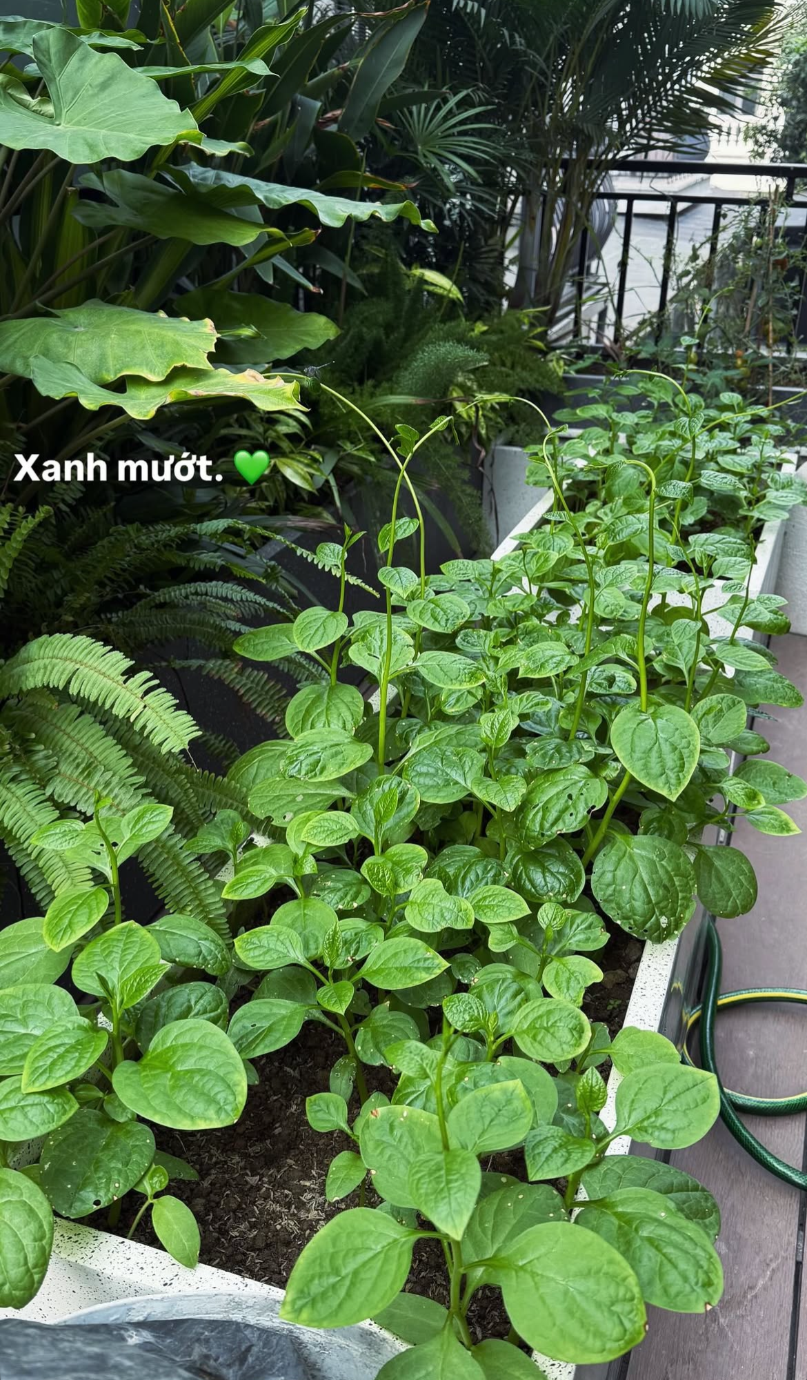 Tình trạng khu vườn ở biệt thự mấy chục tỷ tiết lộ sự thật về Doãn Hải My - Ảnh 14.