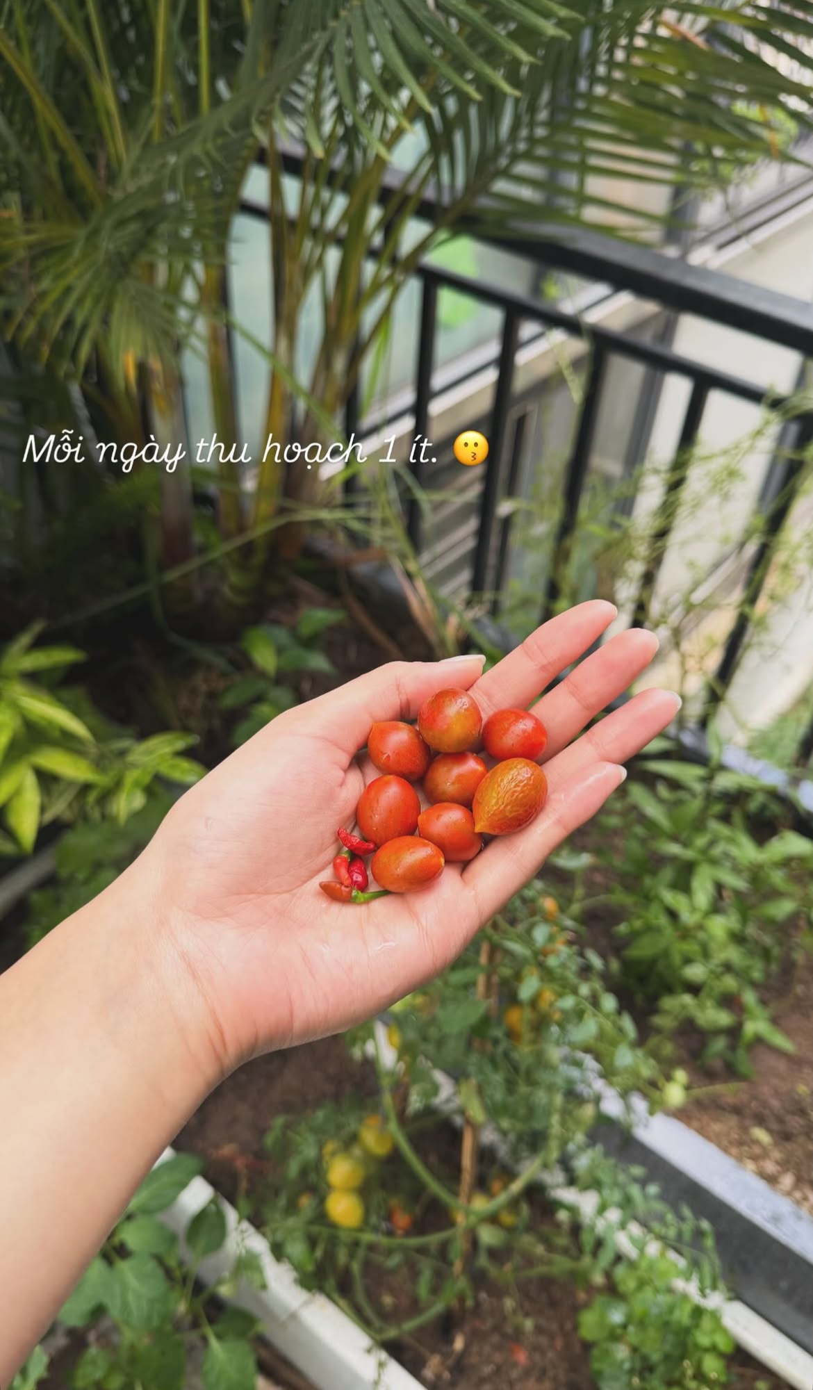 Tình trạng khu vườn ở biệt thự mấy chục tỷ tiết lộ sự thật về Doãn Hải My - Ảnh 11.