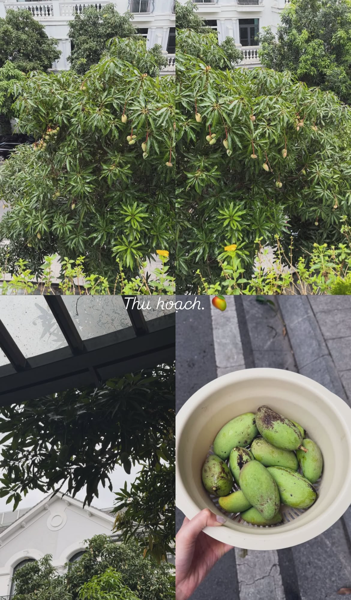 Tình trạng khu vườn ở biệt thự mấy chục tỷ tiết lộ sự thật về Doãn Hải My - Ảnh 4.