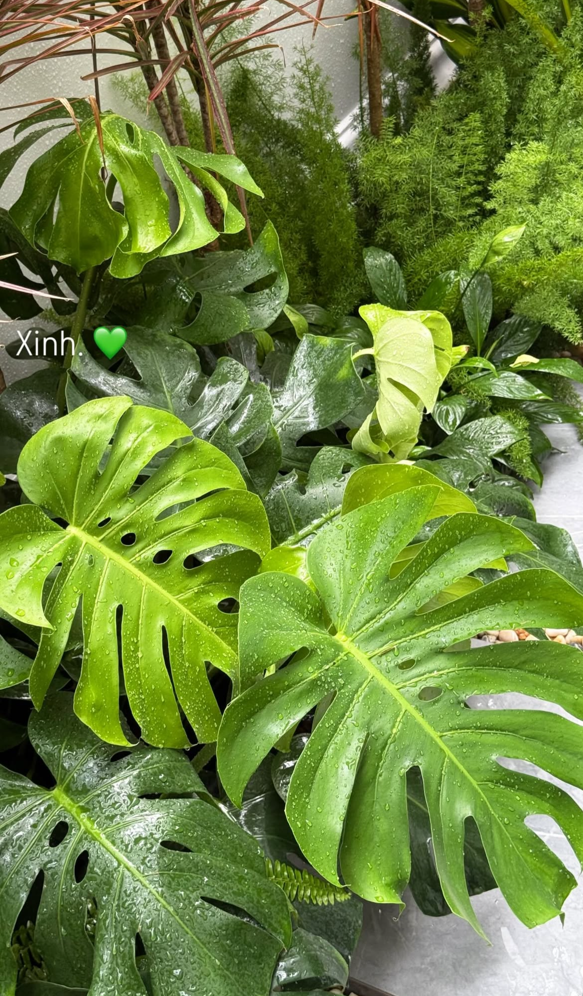 Tình trạng khu vườn ở biệt thự mấy chục tỷ tiết lộ sự thật về Doãn Hải My - Ảnh 19.