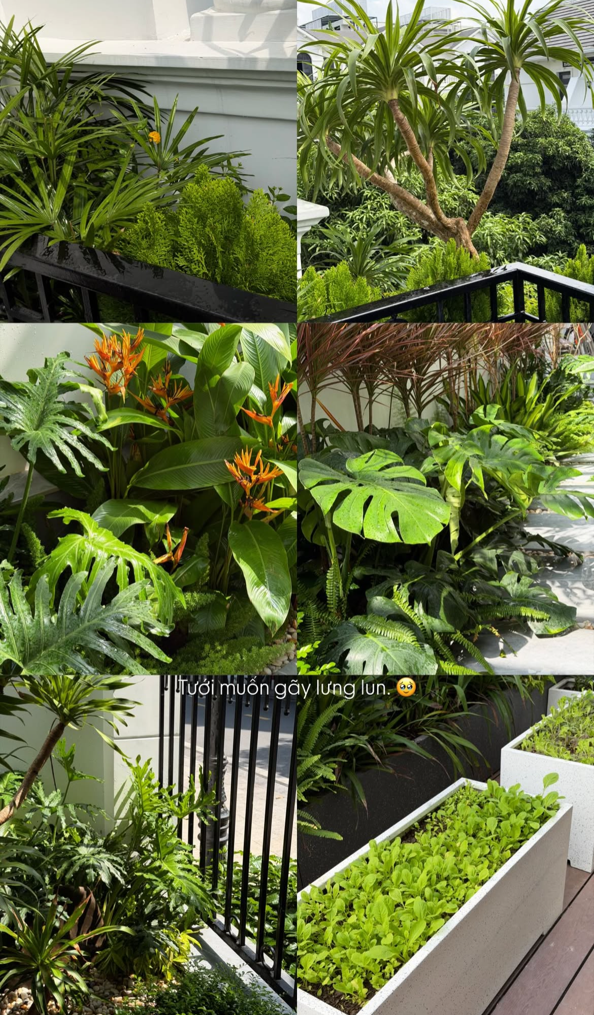 Tình trạng khu vườn ở biệt thự mấy chục tỷ tiết lộ sự thật về Doãn Hải My - Ảnh 8.