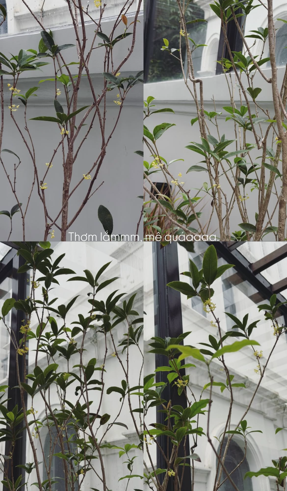Tình trạng khu vườn ở biệt thự mấy chục tỷ tiết lộ sự thật về Doãn Hải My - Ảnh 16.