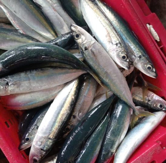 Loại cá giàu omega-3 hơn cá hồi, ở chợ Việt vừa nhiều vừa rẻ - Ảnh 1.