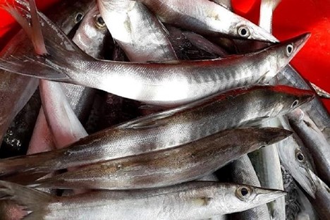 Loại cá nhọn hoắt có tên cực lạ, gây "nghiện" bởi vị đậm tự nhiên hiếm có - Ảnh 7.
