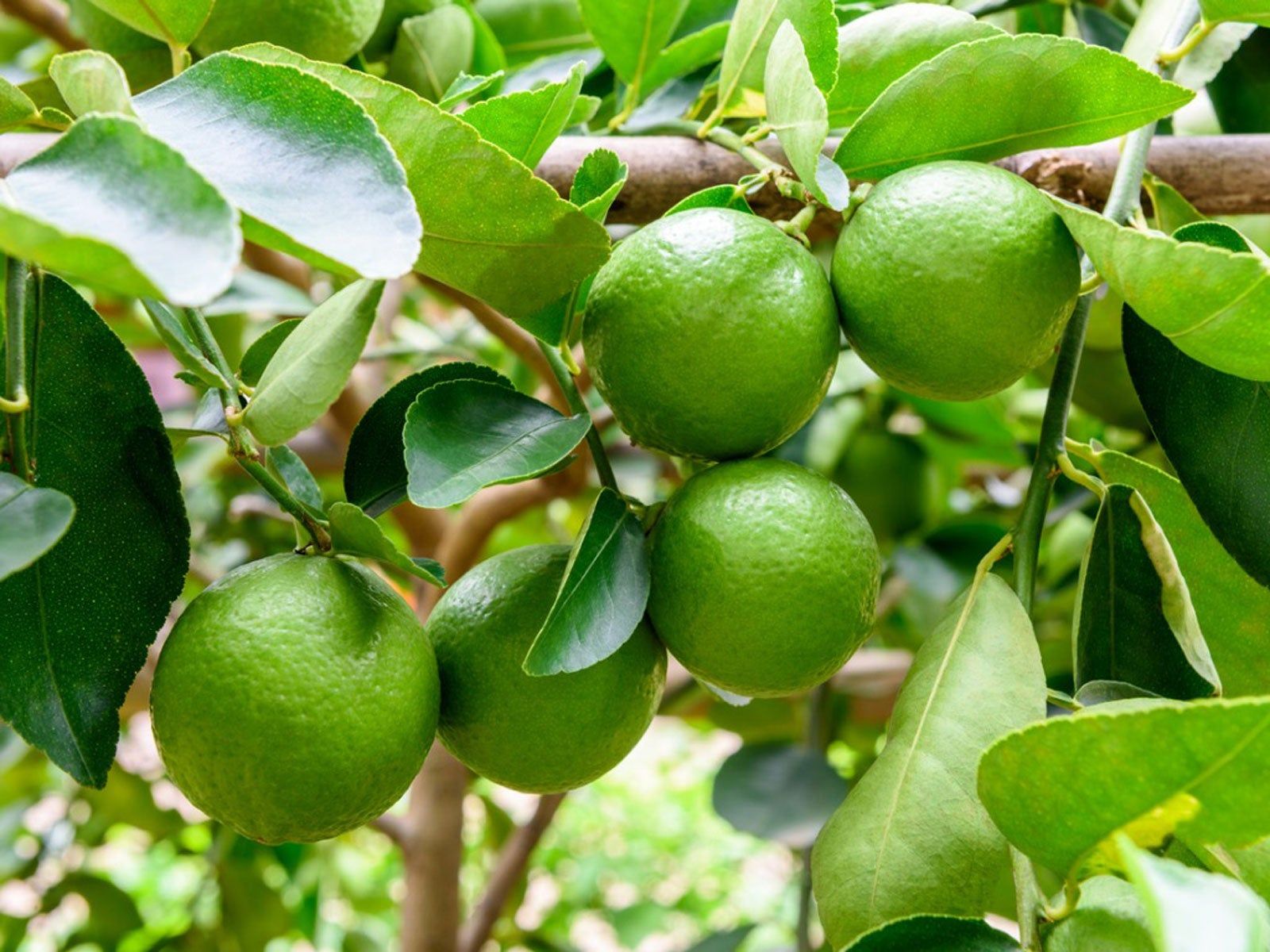 5 lý do vì sao bạn nên trồng 1 cây chanh trong nhà - Ảnh 1.