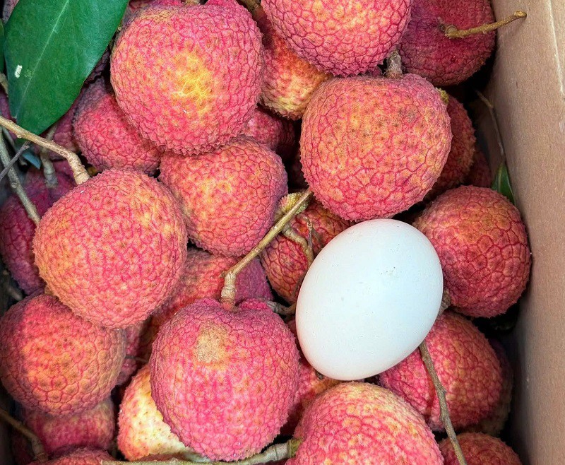 Loại vải to như quả trứng gà, giá 400.000 đồng/kg vẫn không có để ăn tại Thanh Hà- Ảnh 2.