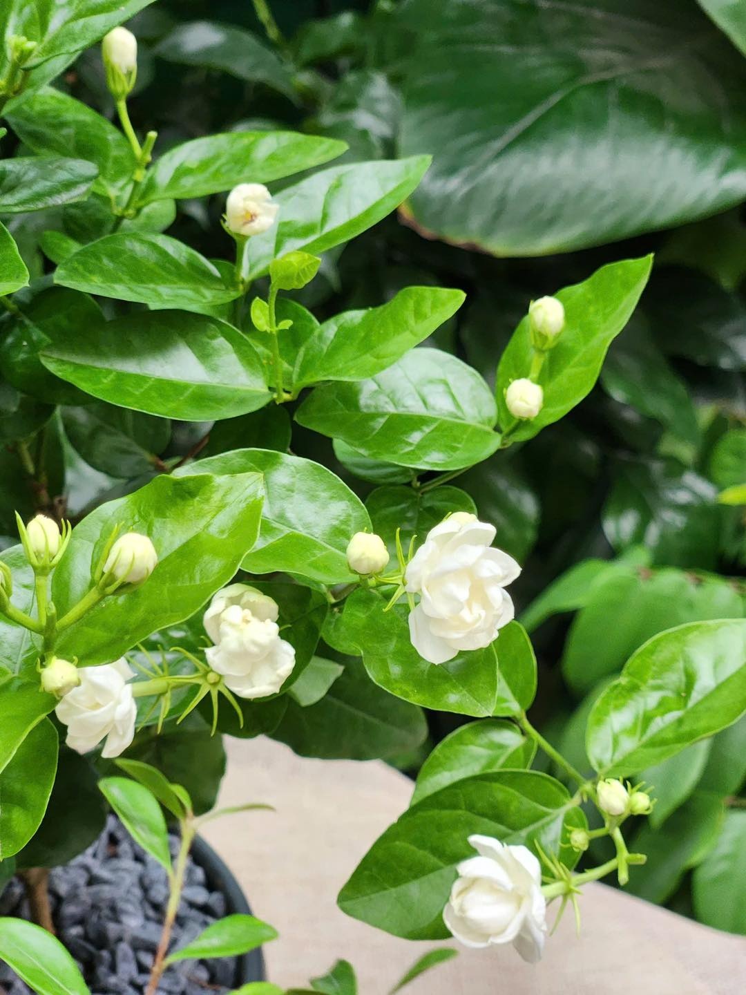 Lời khuyên dành cho những gia đình đang trồng hoa nhài- Ảnh 2.