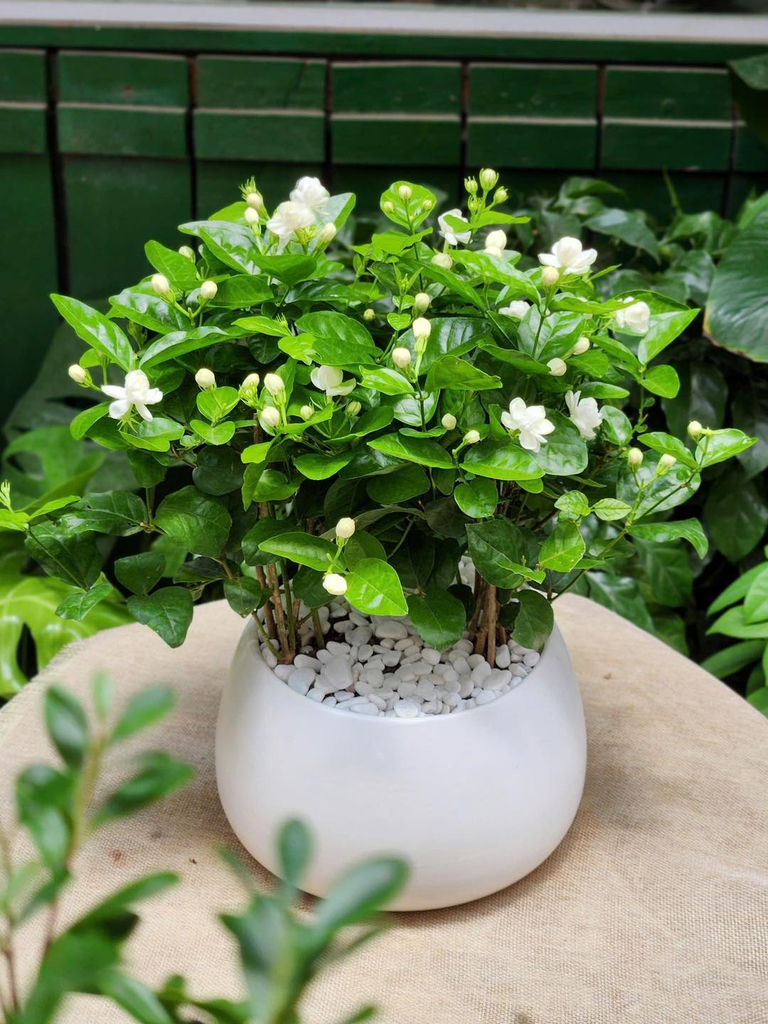 Lời khuyên dành cho những gia đình đang trồng hoa nhài- Ảnh 3.