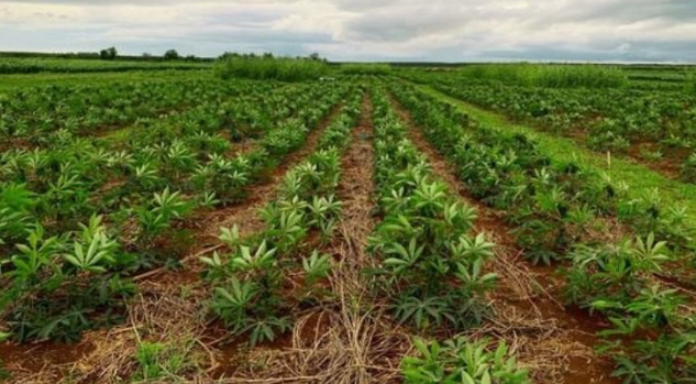 Việt Nam vừa đón tin cực vui từ Hàn Quốc, Trung Quốc - Ảnh 1.
