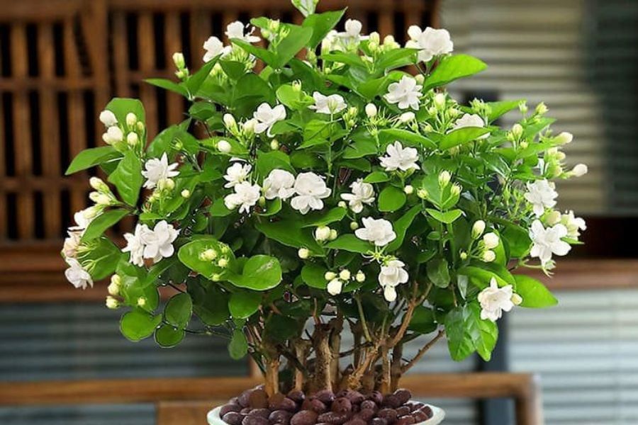 Lời khuyên dành cho những gia đình đang trồng hoa nhài- Ảnh 1.