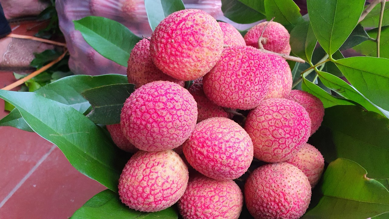 Loại vải to như quả trứng gà, giá 400.000 đồng/kg vẫn không có để ăn tại Thanh Hà- Ảnh 1.