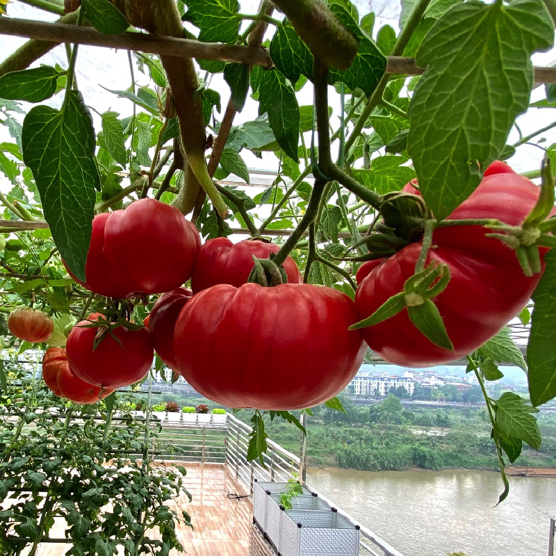 Loại quả được Mỹ đánh giá tốt nhất thế giới: Ở Việt Nam có giống 'xấu lạ' giá 80.000 đồng/kg vẫn cháy hàng - Ảnh 2.