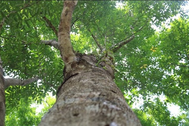 Loại gỗ được ví 'đắt hơn vàng', thế giới ráo riết cứu: Việt Nam từng ghi nhận chỉ 8 cây ngoài tự nhiên - Ảnh 2.