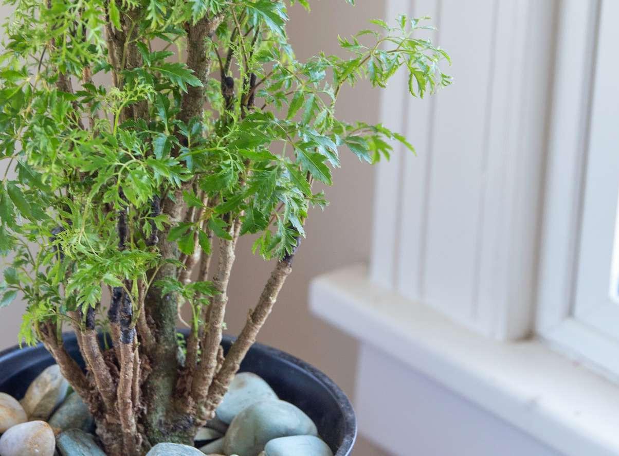 Vì sao người xưa thường trồng một cây đinh lăng trong nhà? - Ảnh 1.
