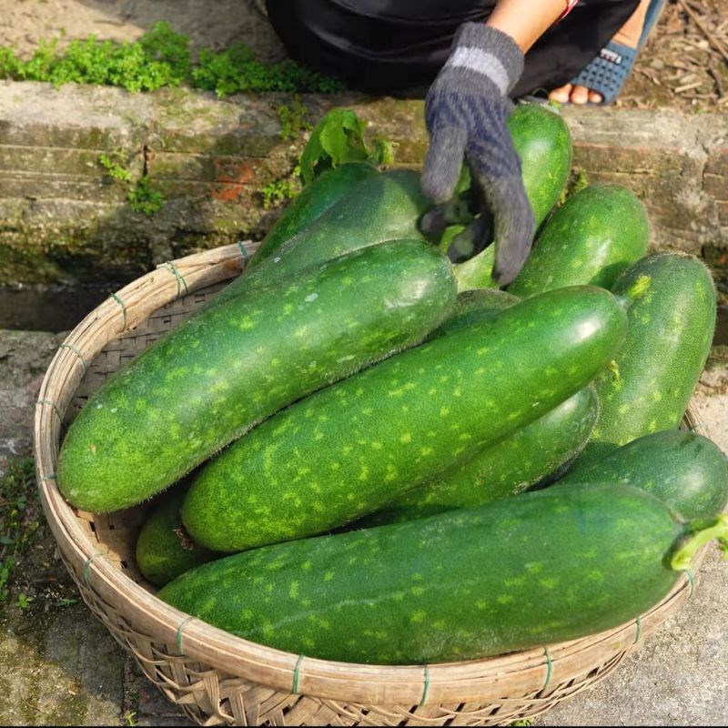 Tận dụng nắng hè và loại "rau" này đang vào mùa, mua nhiều rồi đem phơi khô, nấu được nhiều món ăn ngon quanh năm lại  - Ảnh 1.