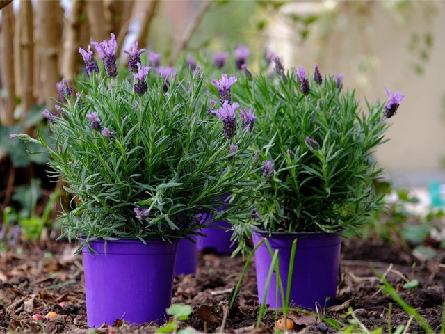 5 loại cây thơm phức, rất nên trồng trong vườn nhà: Mang lại vận may, hạnh phúc- Ảnh 2.