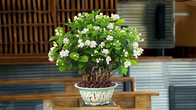 5 loại cây thơm phức, rất nên trồng trong vườn nhà: Mang lại vận may, hạnh phúc- Ảnh 1.
