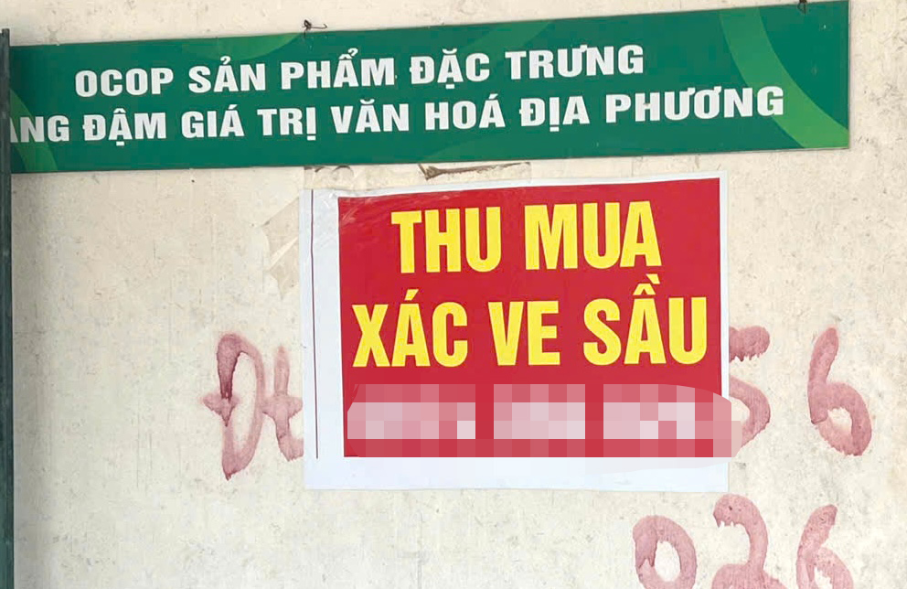 Người dân Gia Lai đổ xô tìm xác ve sầu bán với giá cao kỷ lục 2026 - Ảnh 4.