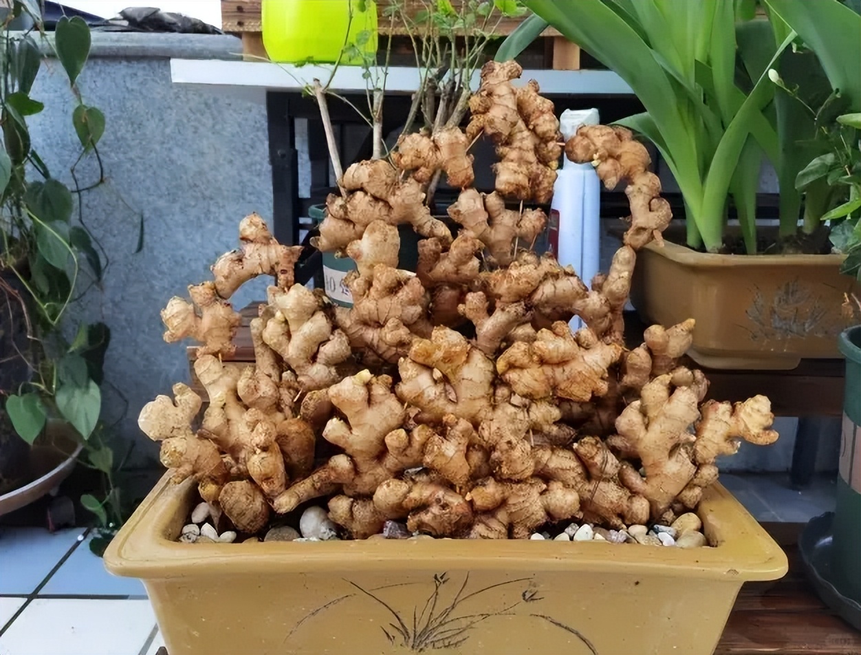 Người phụ nữ nghỉ hưu trồng cả “núi gừng” trong thùng phuy cũ: 8 tháng thu gần 8kg, hàng xóm kéo sang học theo vì quá vừa đẹp vừa “có lộc” - Ảnh 4.