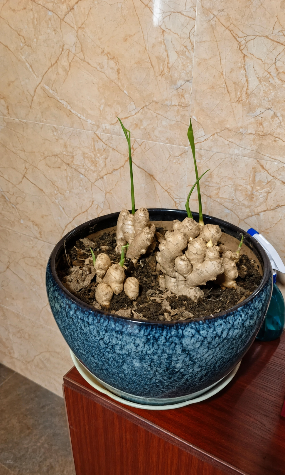 Người phụ nữ nghỉ hưu trồng cả “núi gừng” trong thùng phuy cũ: 8 tháng thu gần 8kg, hàng xóm kéo sang học theo vì quá vừa đẹp vừa “có lộc” - Ảnh 5.