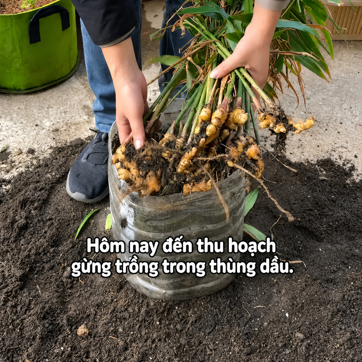 Người phụ nữ nghỉ hưu trồng cả “núi gừng” trong thùng phuy cũ: 8 tháng thu gần 8kg, hàng xóm kéo sang học theo vì quá vừa đẹp vừa “có lộc” - Ảnh 3.