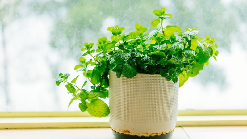 Tại sao mỗi bàn học nên có một chậu bạc hà? - Ảnh 2.